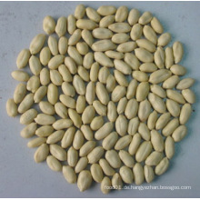 Competitive Blanched Peanut Kernel (25/29)